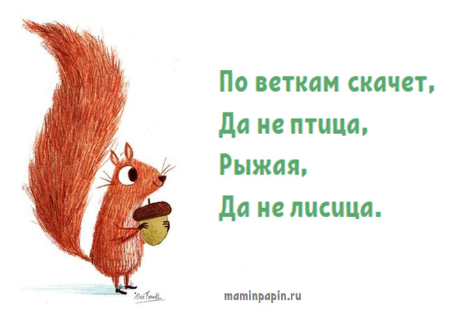 Загадка про белку На фото белка с орешком