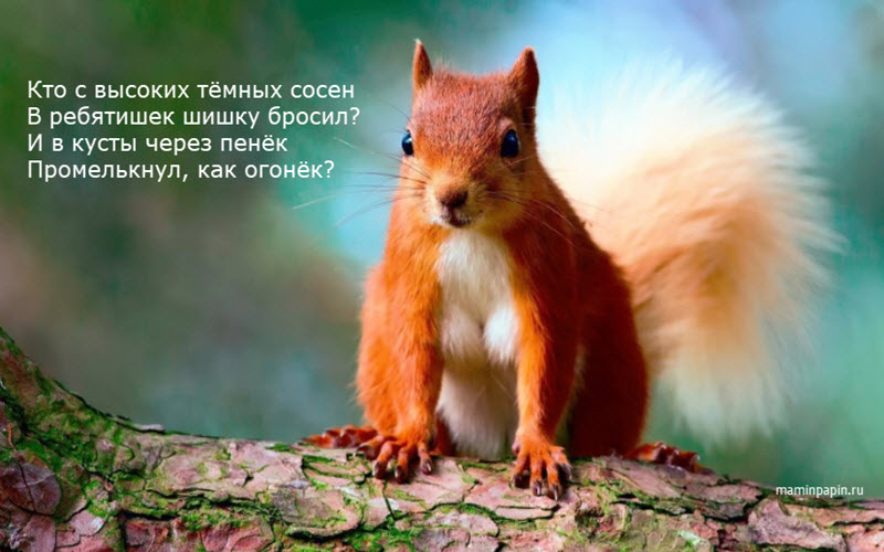 Загадка про белку На фото белка